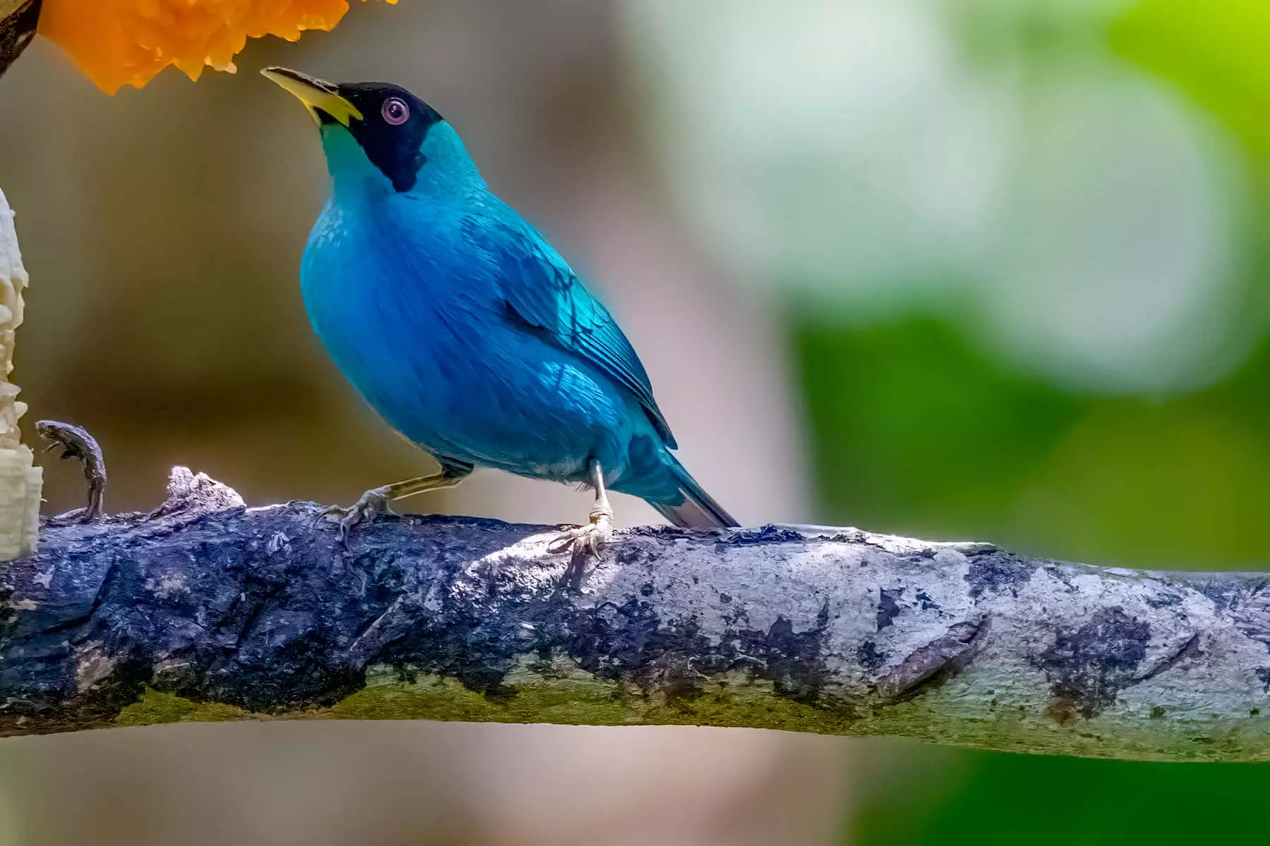 Green honeycreeper