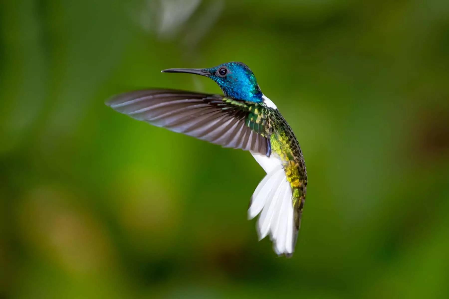 White-necked jacobin