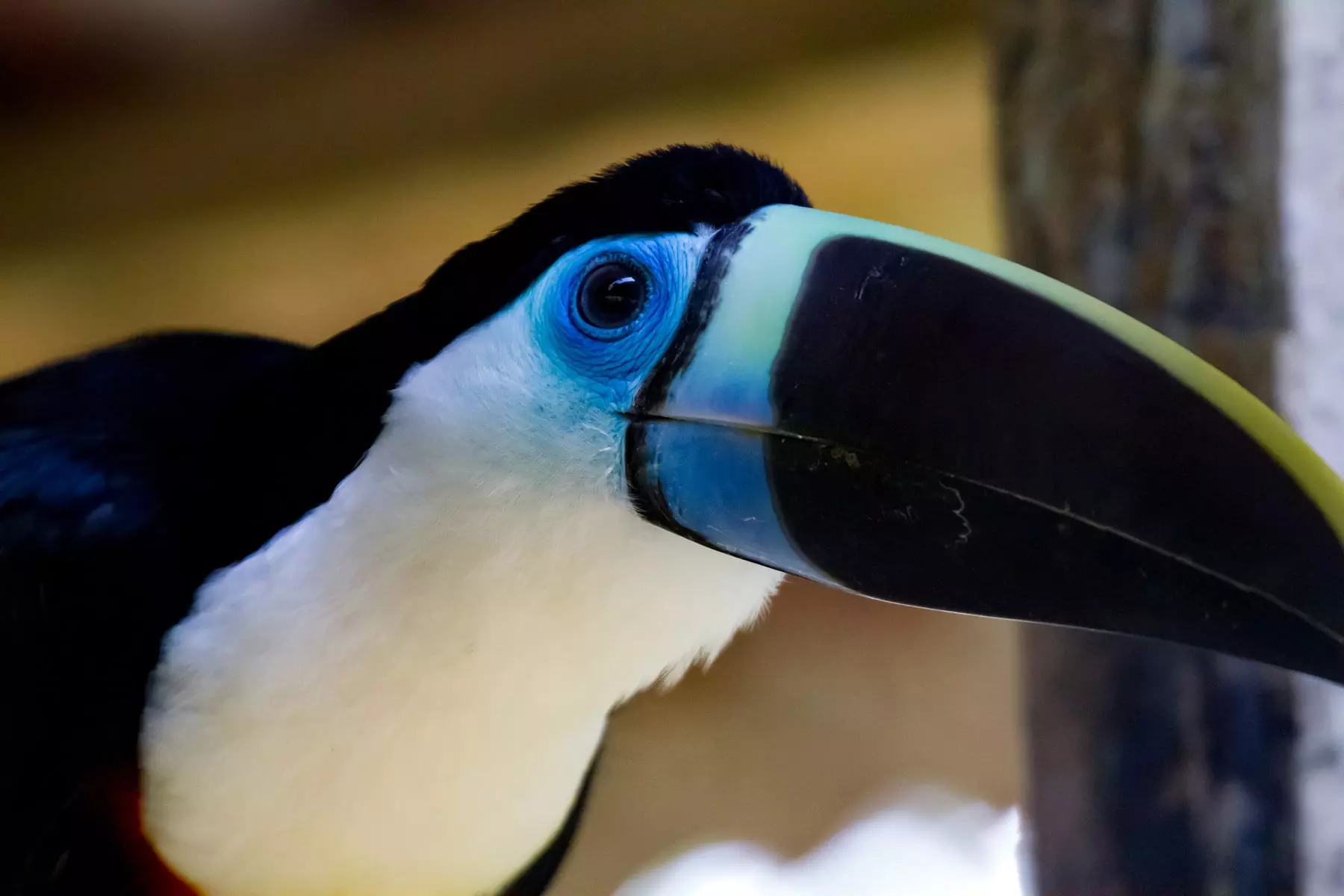 White-throated toucan