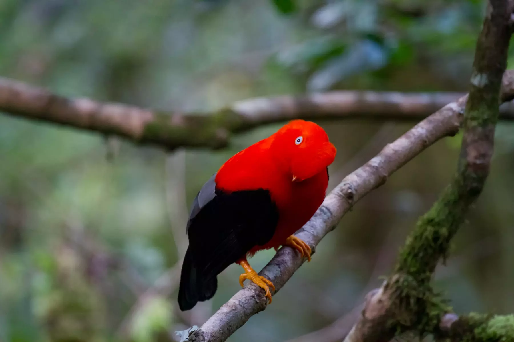 Andean-cock-of-the-rock