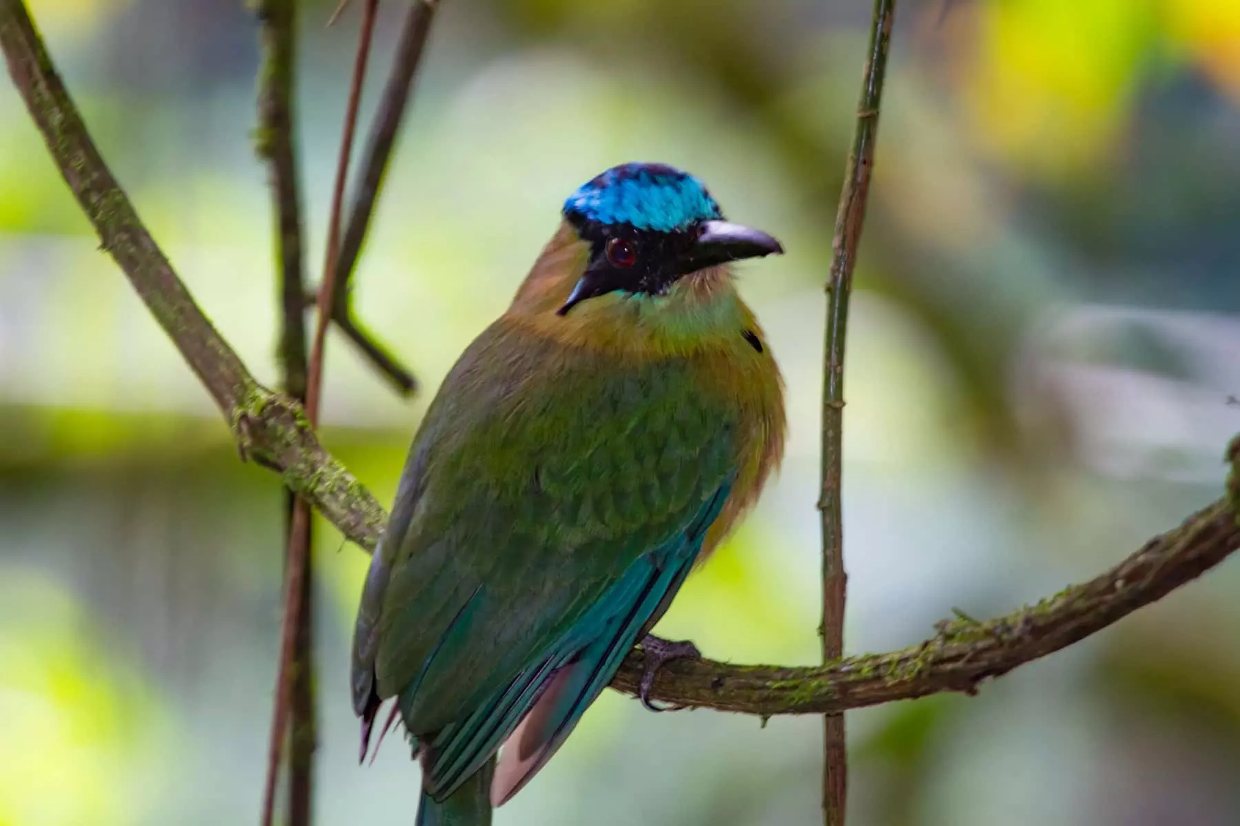 Andean motmot