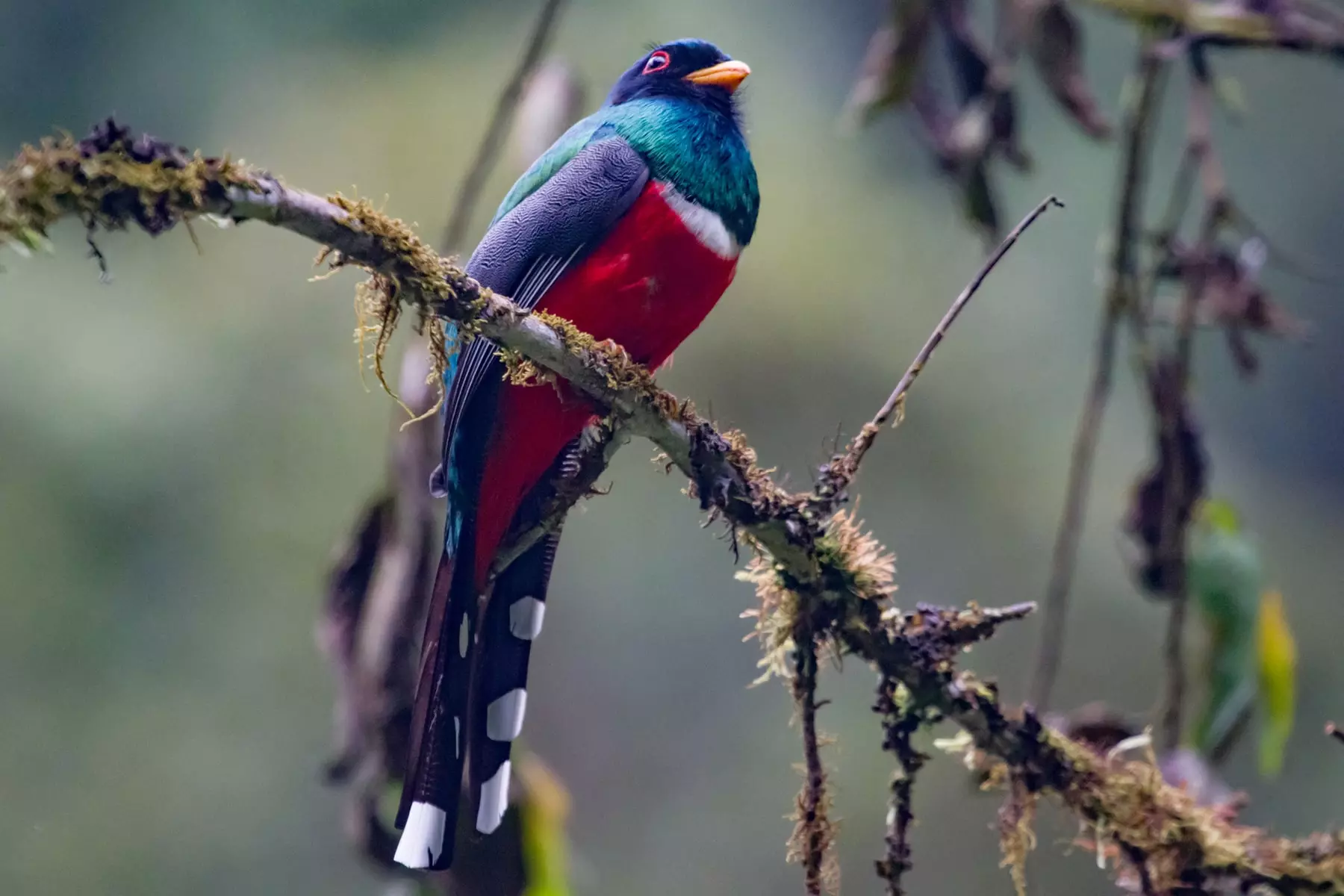 Masked trogon