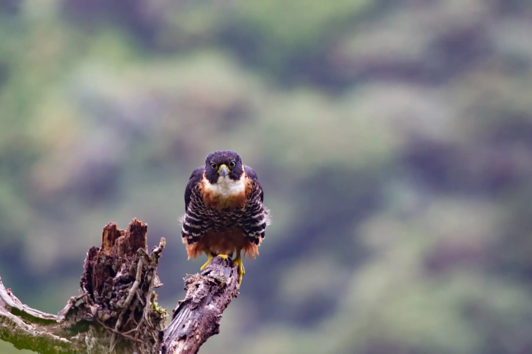 Orange-breasted falcon