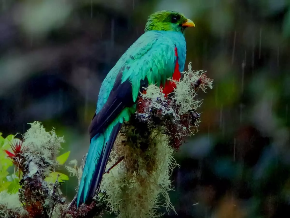 Golden-Headed Quetzal