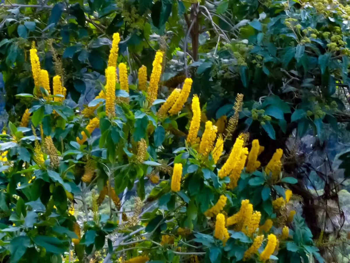 Salkantay Flowers