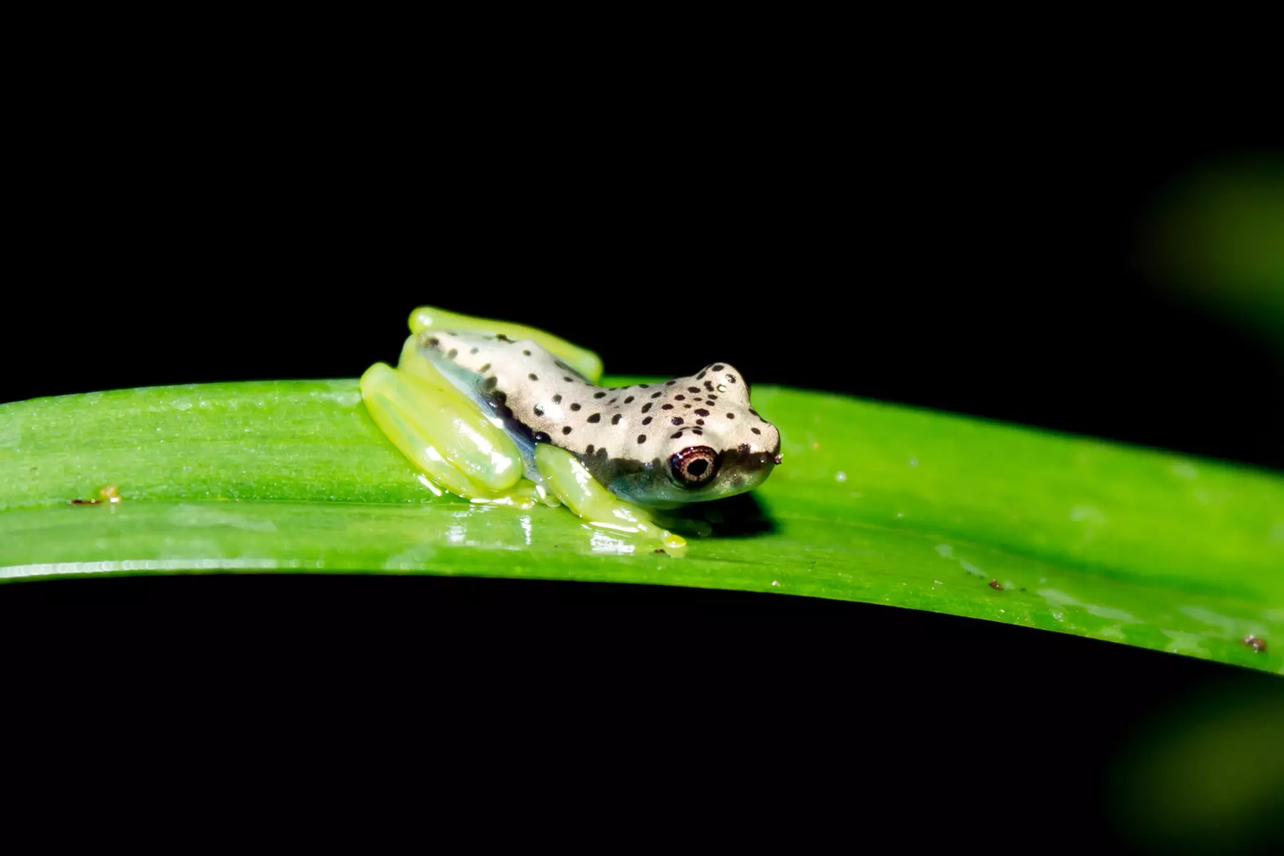 Dendropsophus