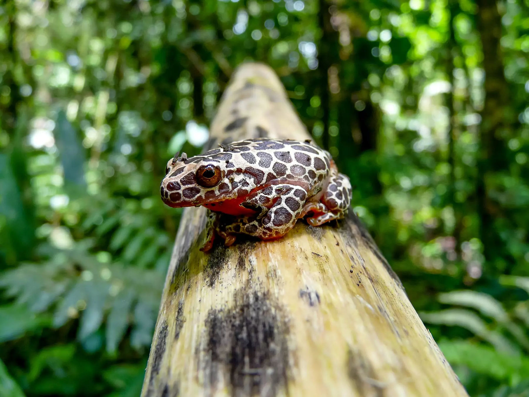 Giraffe Clown Tree frog