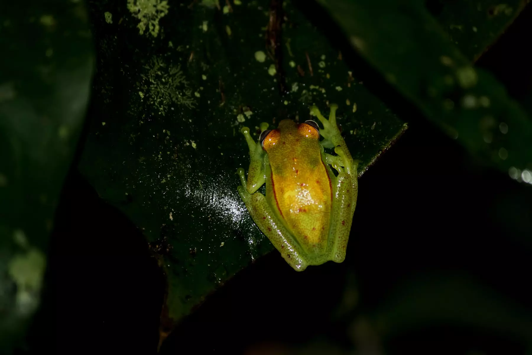 Polka dot tree frog