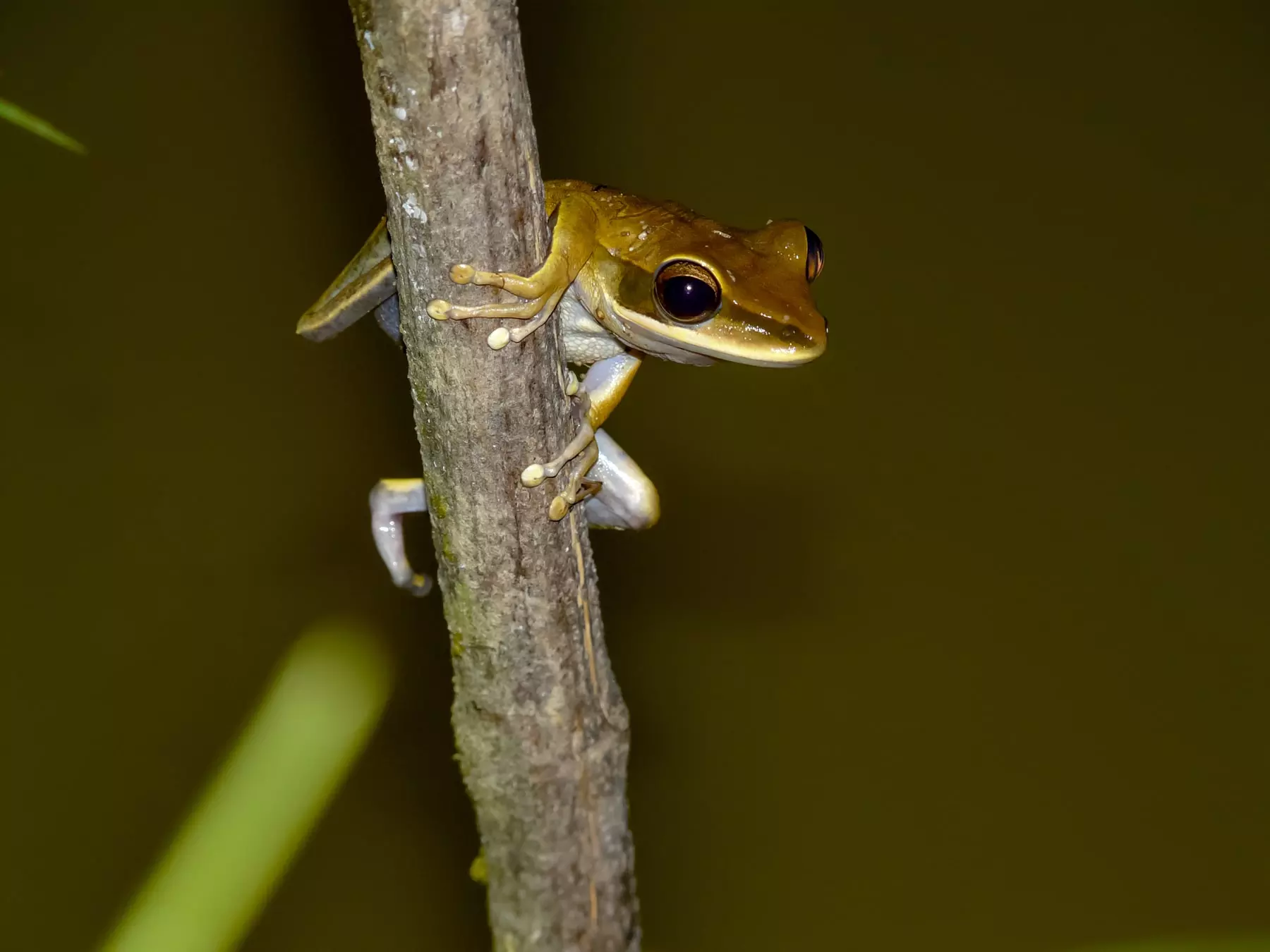 Rocket Tree frog