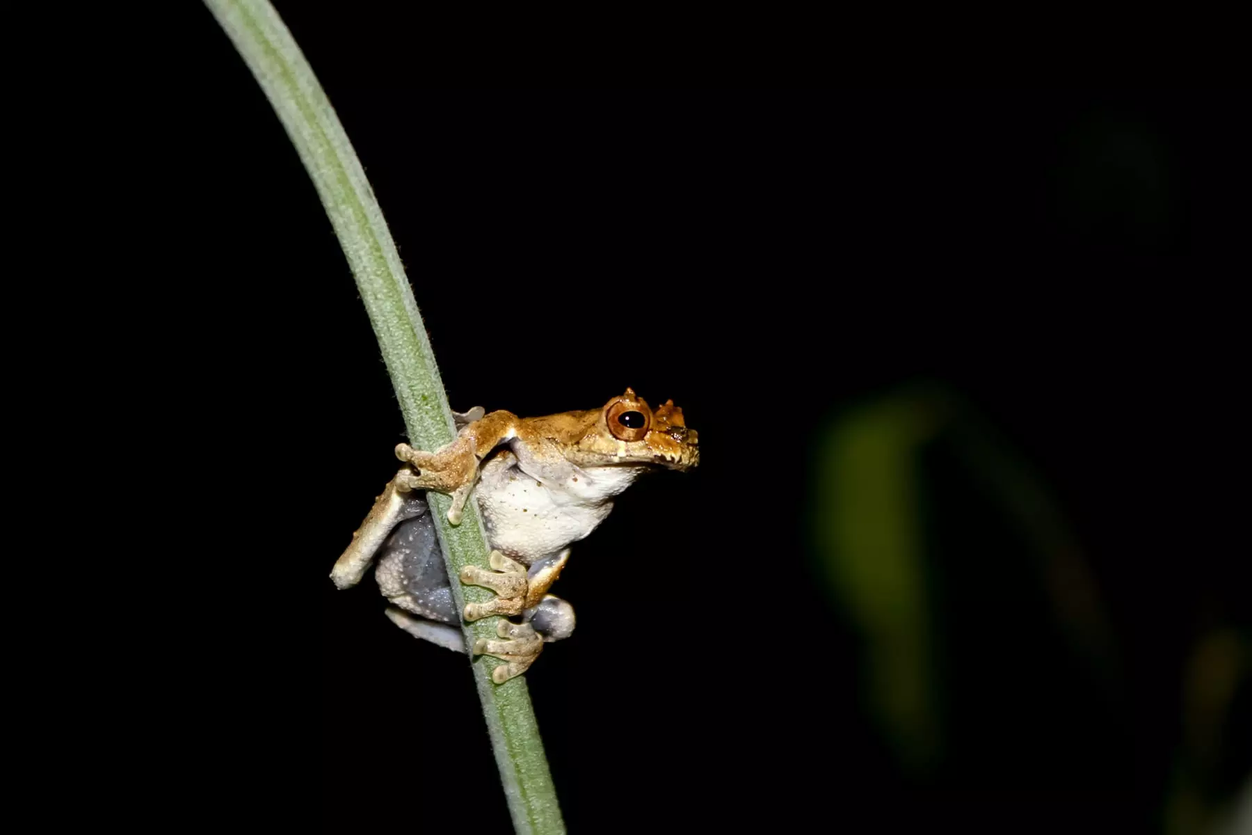 Sarayacu Tree Frog