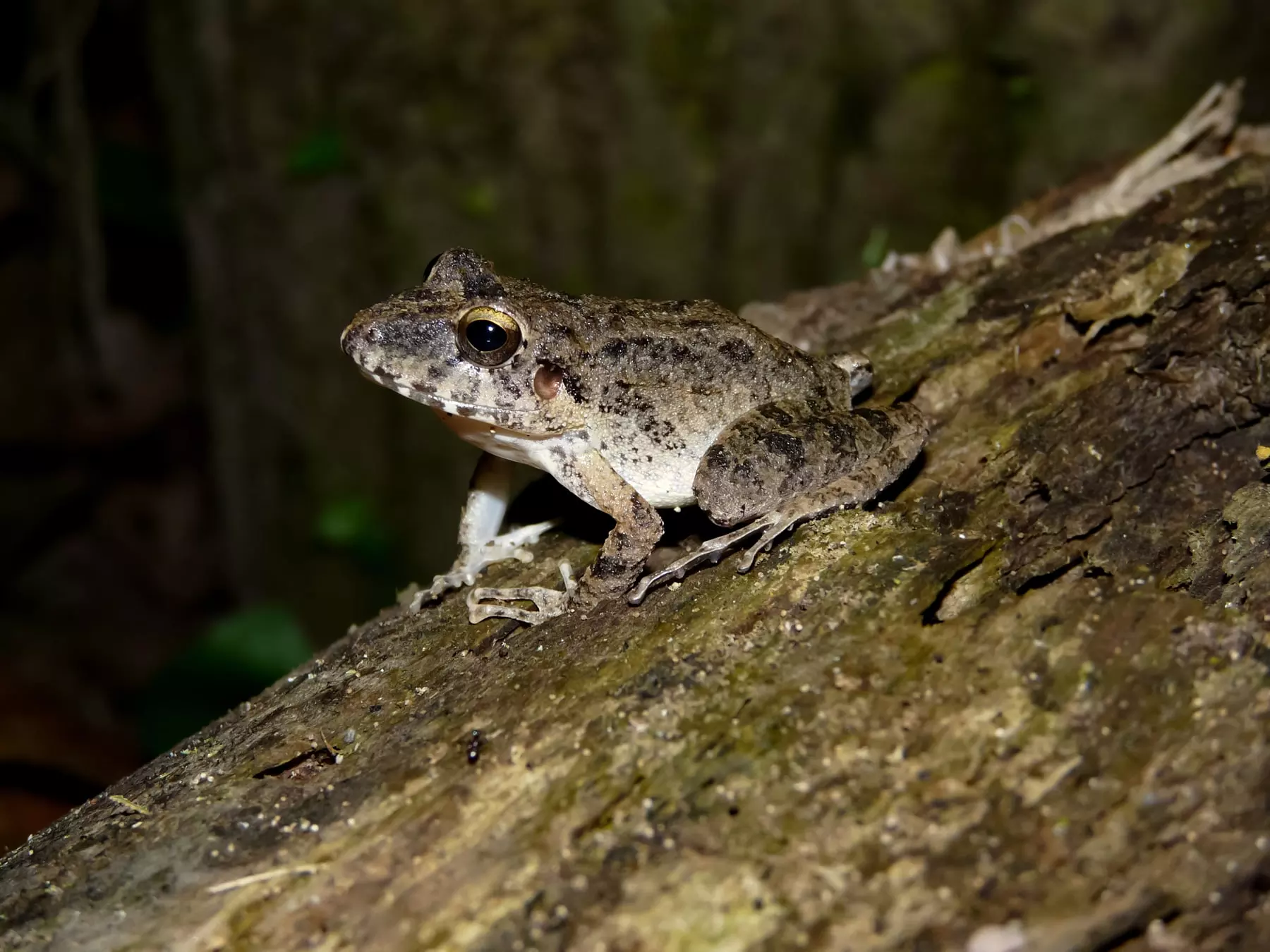 Rain frog