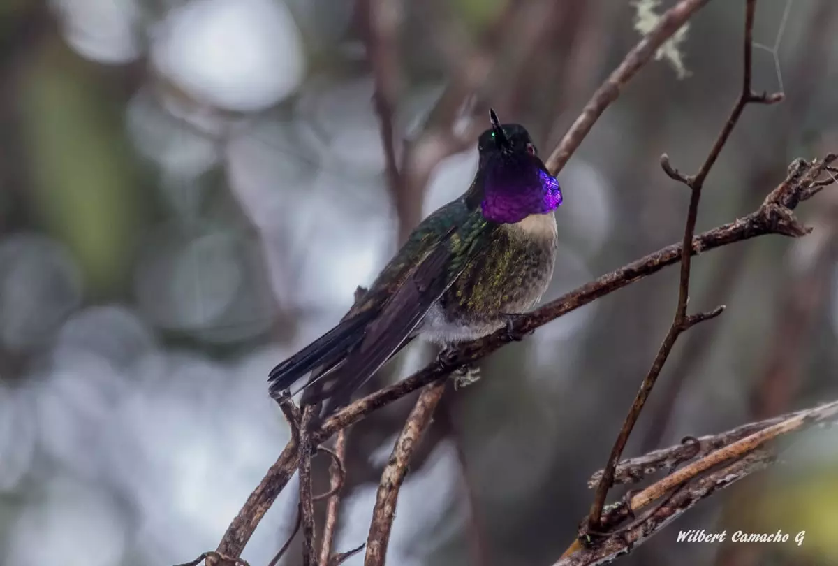 Amethyst-throated sunangel