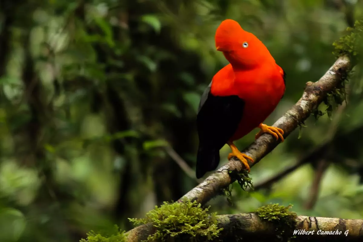 Andean cock-of-the-rock