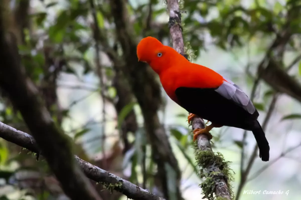 Andean cock-of-the-rock