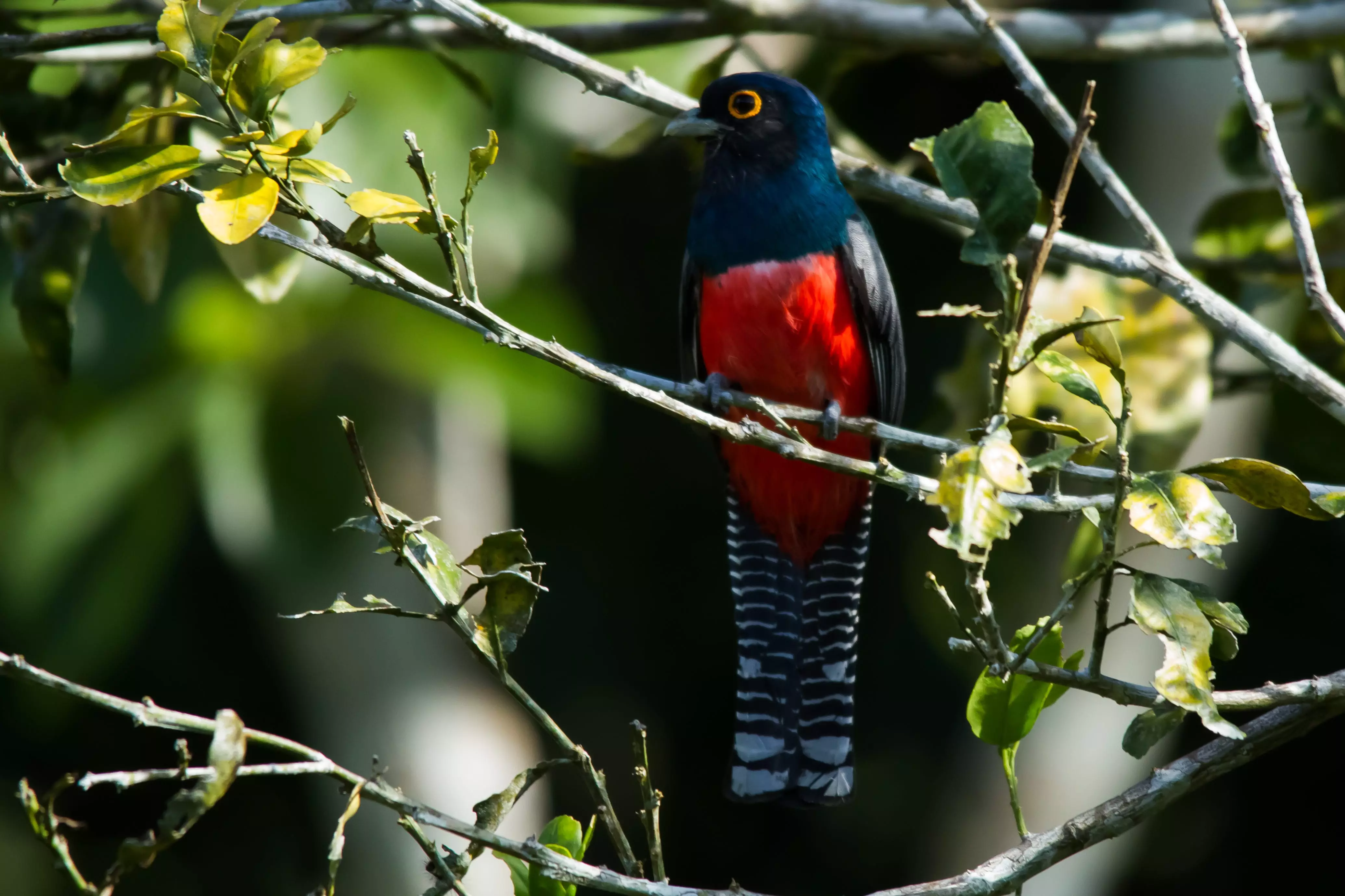 Blue-crowned trogon