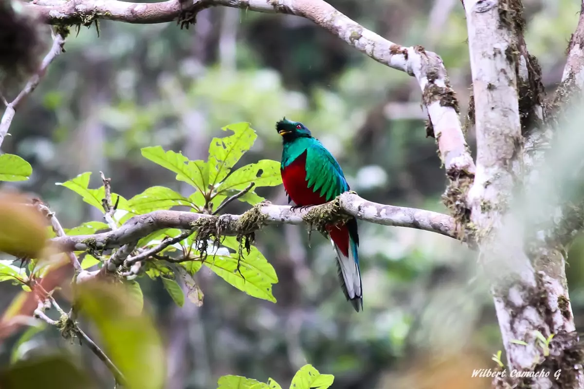 Crested quetzal