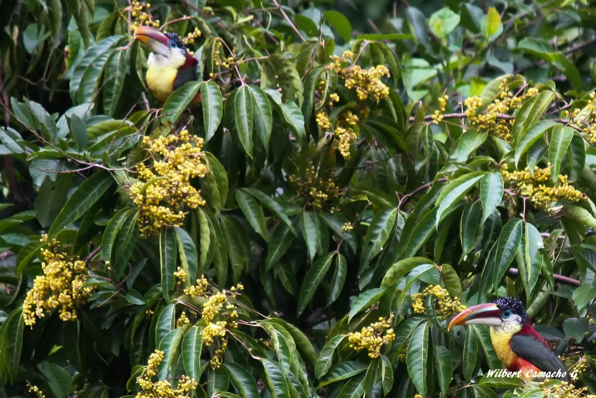 Curl-crested aracari