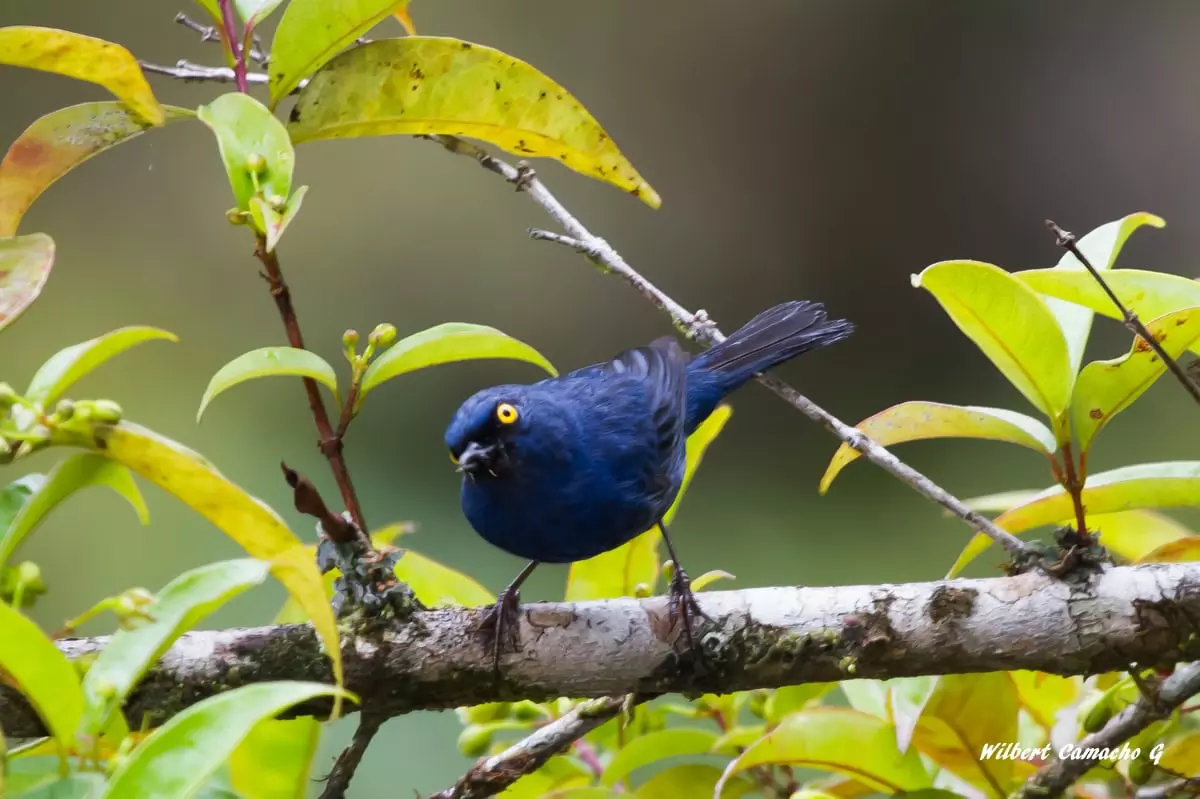 Deep-blue Flowerpiercer