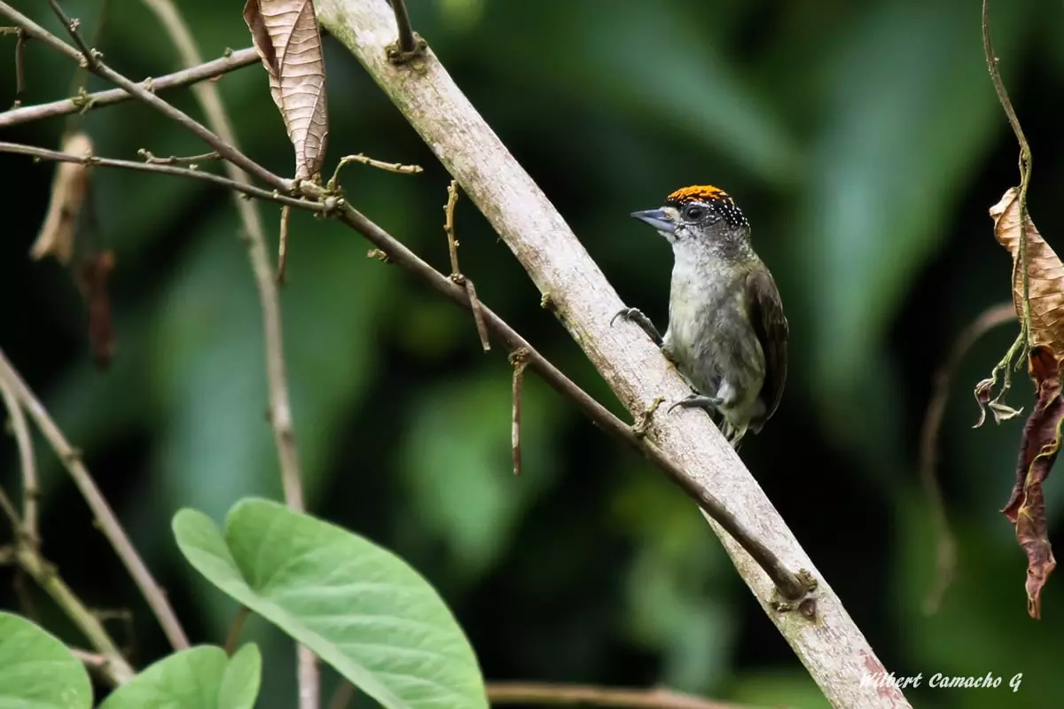 Fine-barred piculet