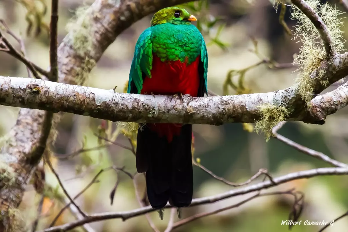 Golden-headed quetzal