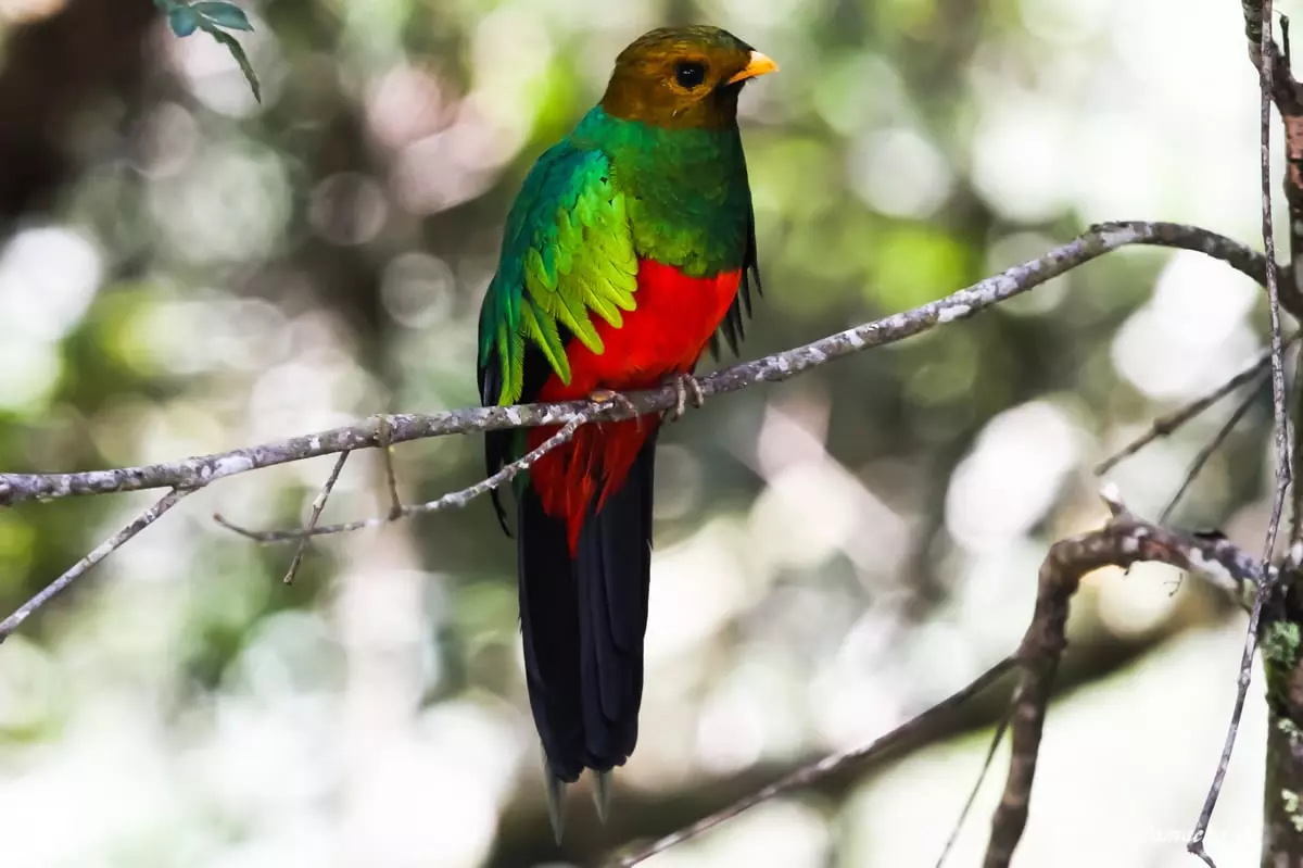 Golden-headed quetzal