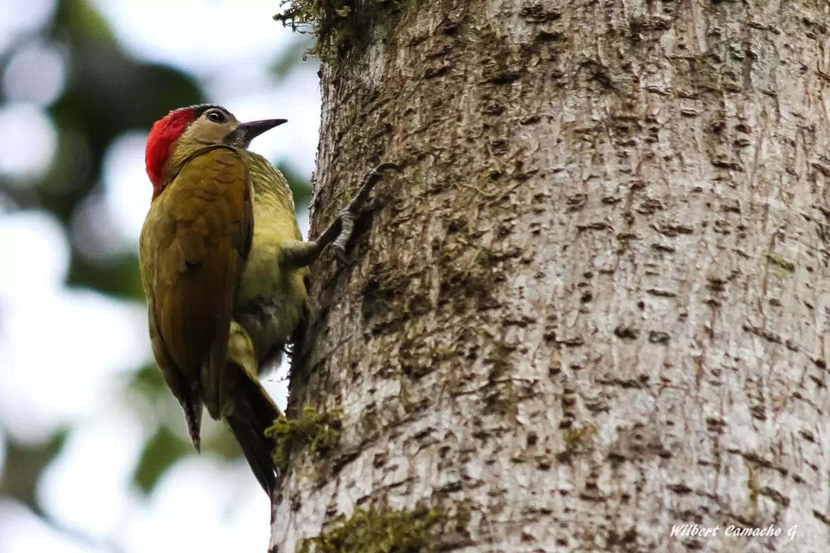 Golden-olive woodpecker