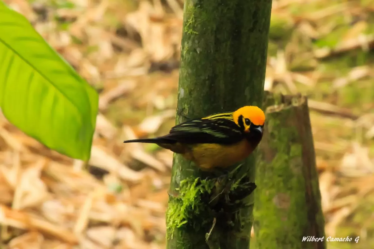 Golden tanager