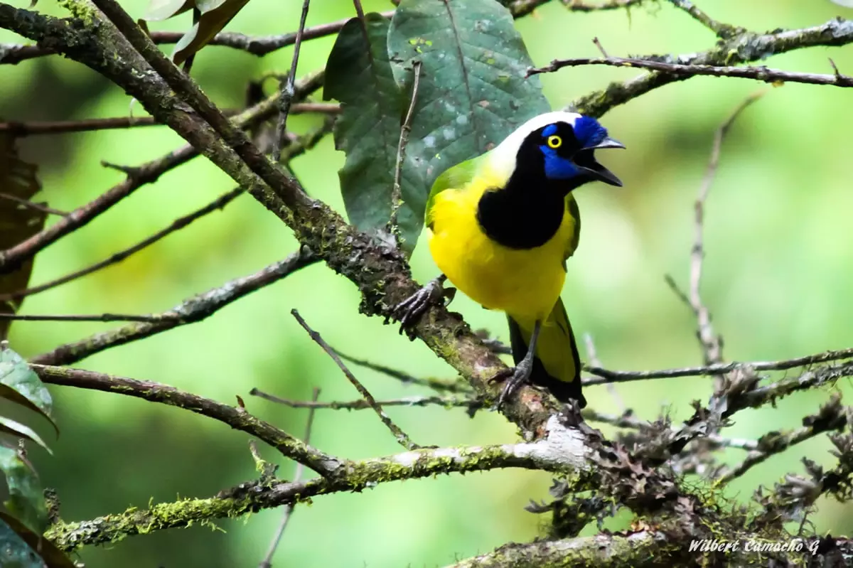 Green jay