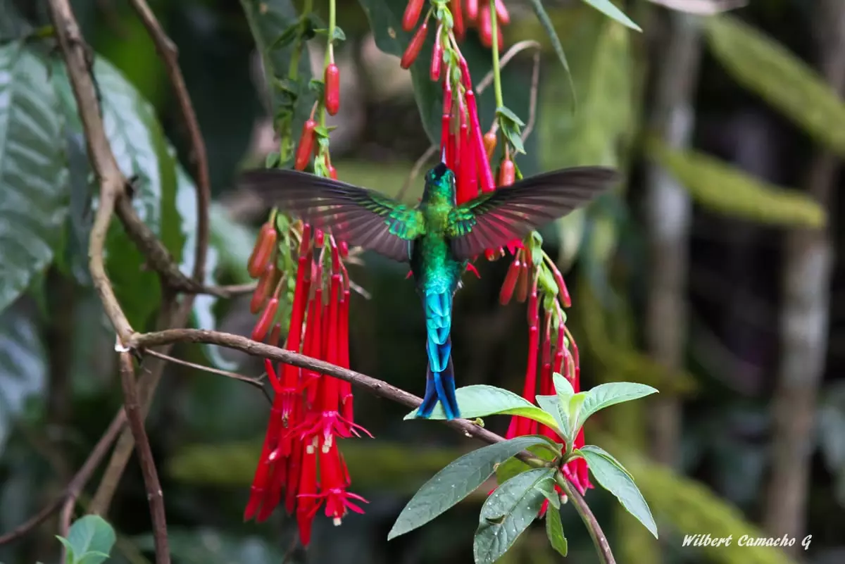 Long-tailed sylph