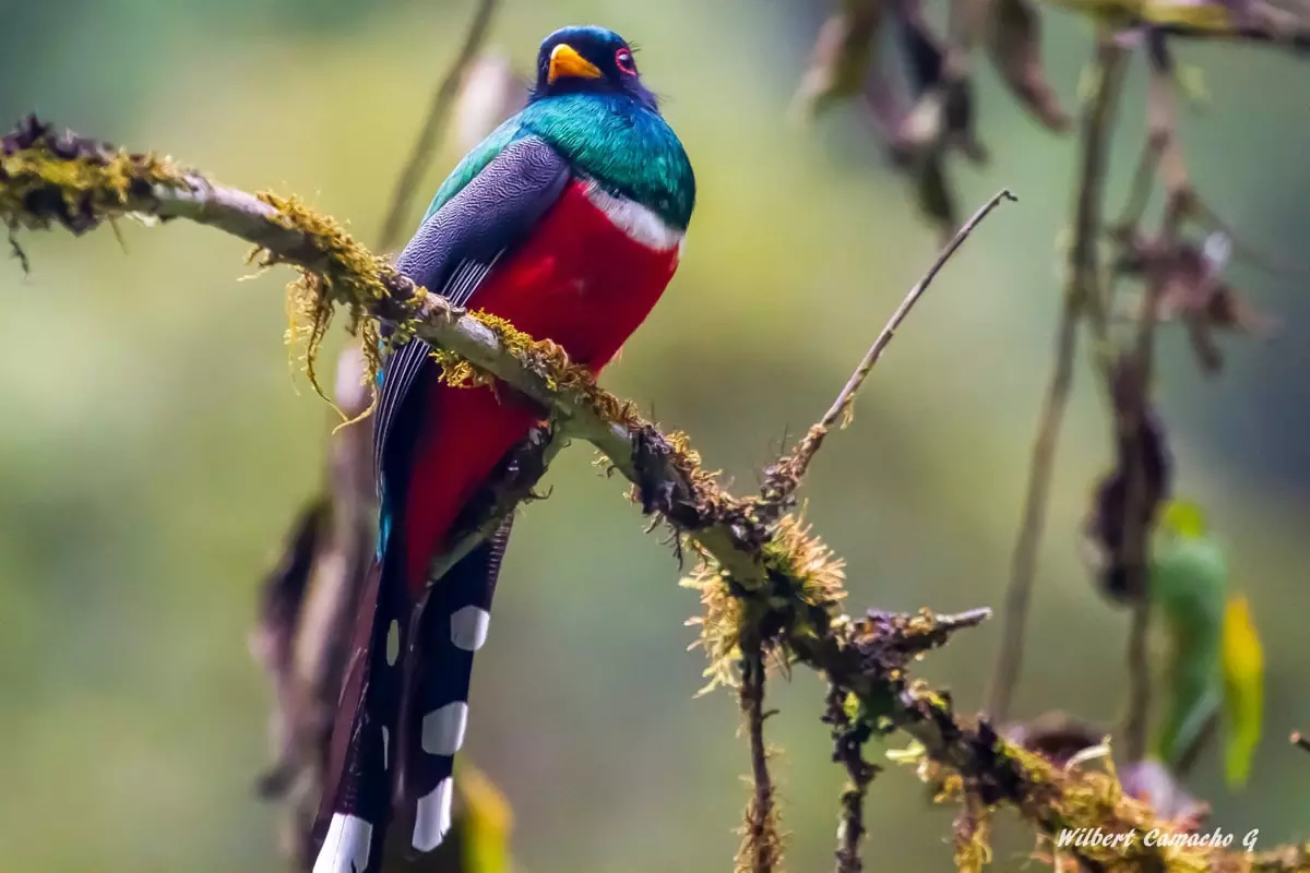 Masked trogon