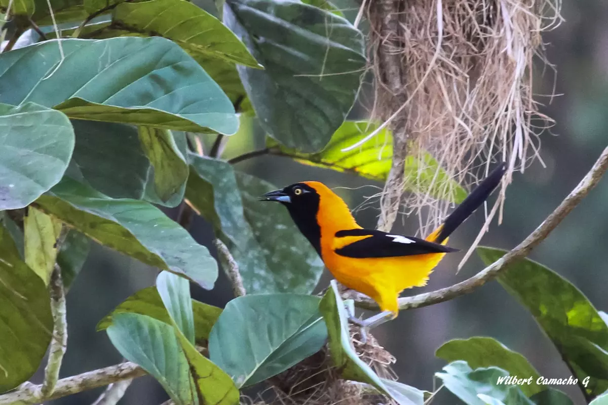 Orange-backed troupial