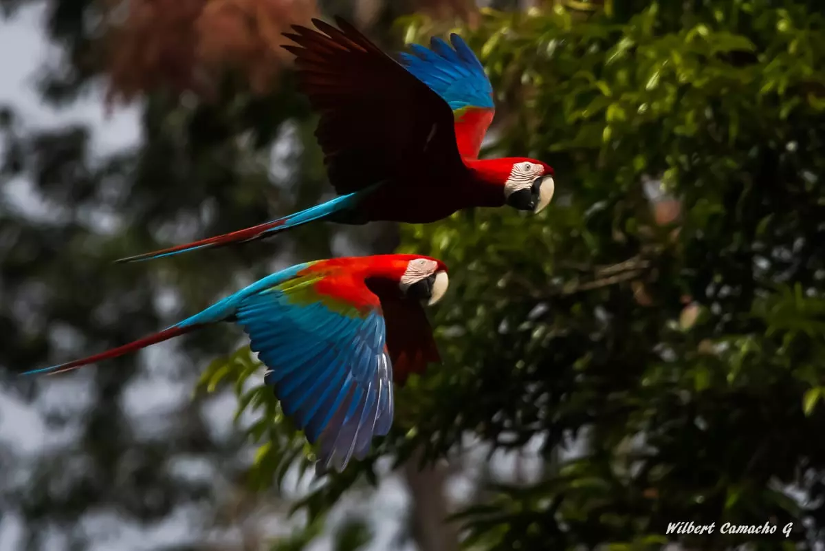 Red-and-green macaw