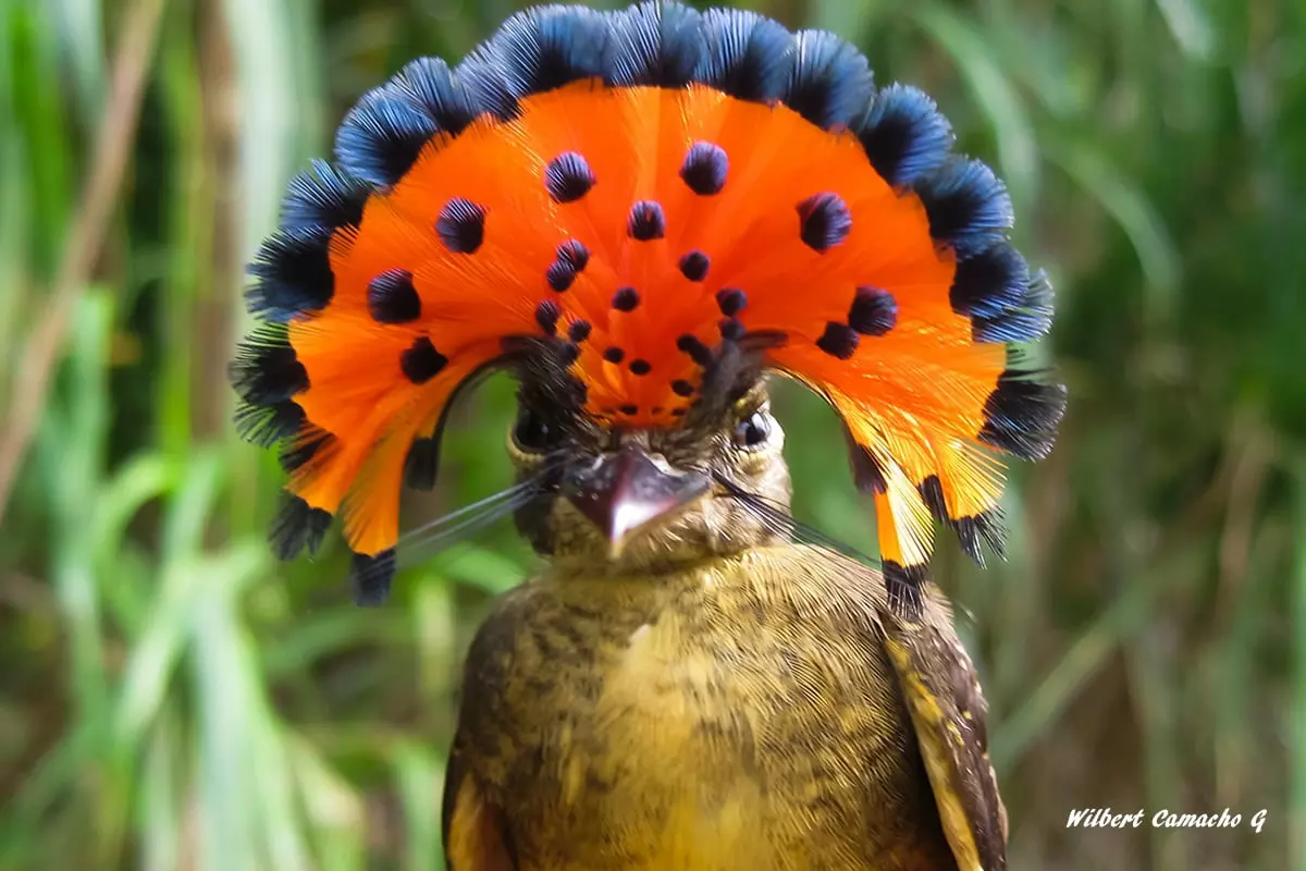 Royal flycatcher