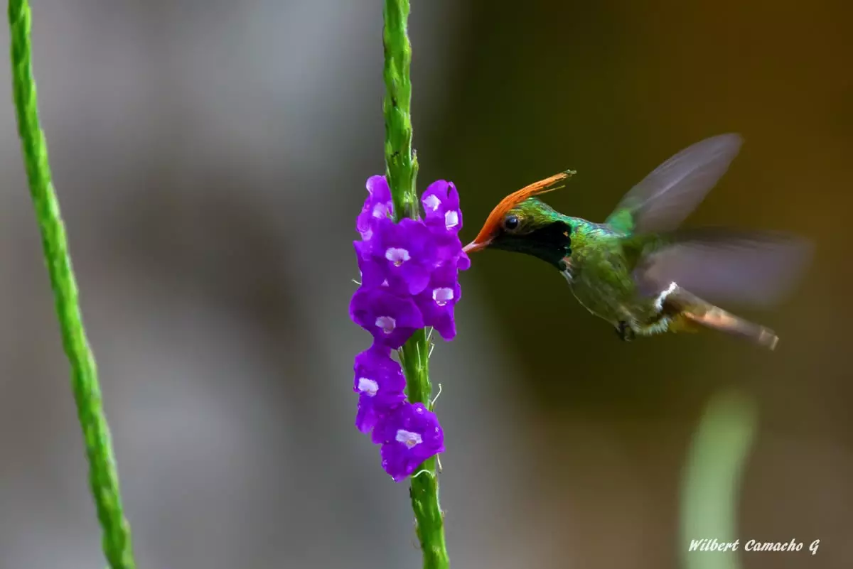 Rufous-crested coquette