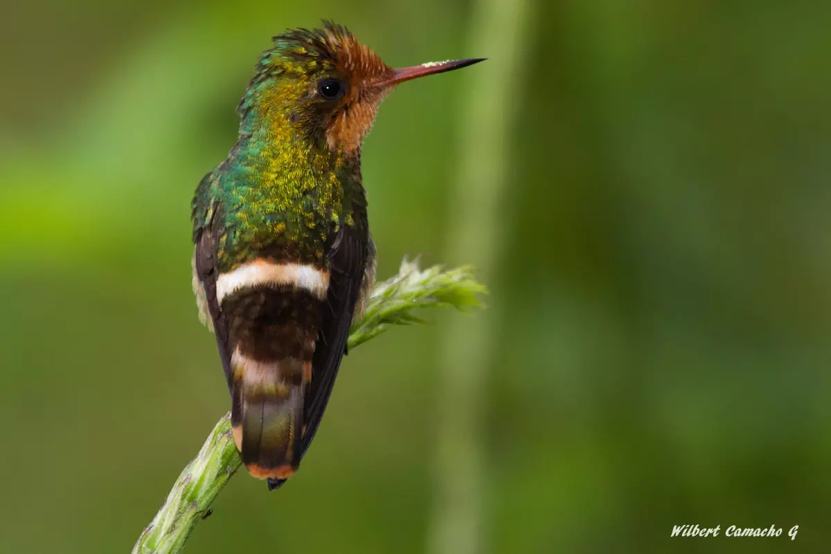 Female Rufous-crested coquette