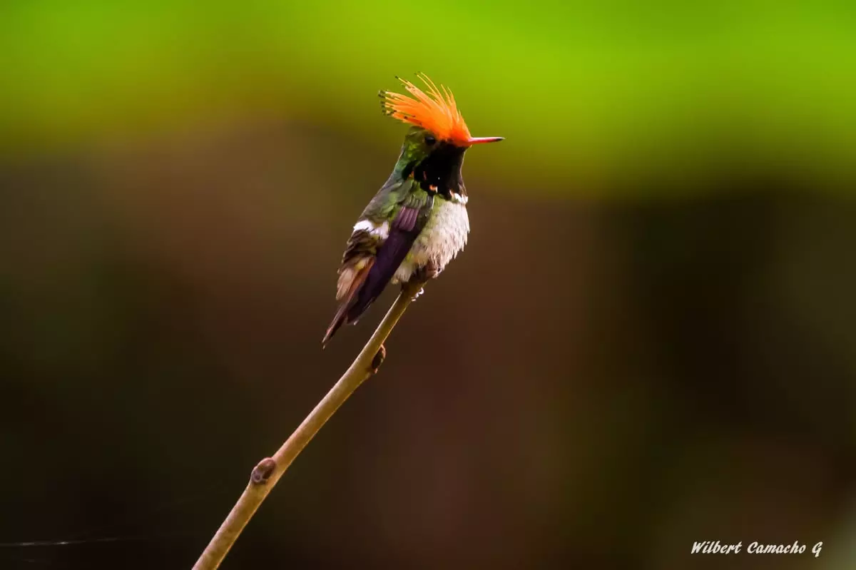 Rufous-crested coquette