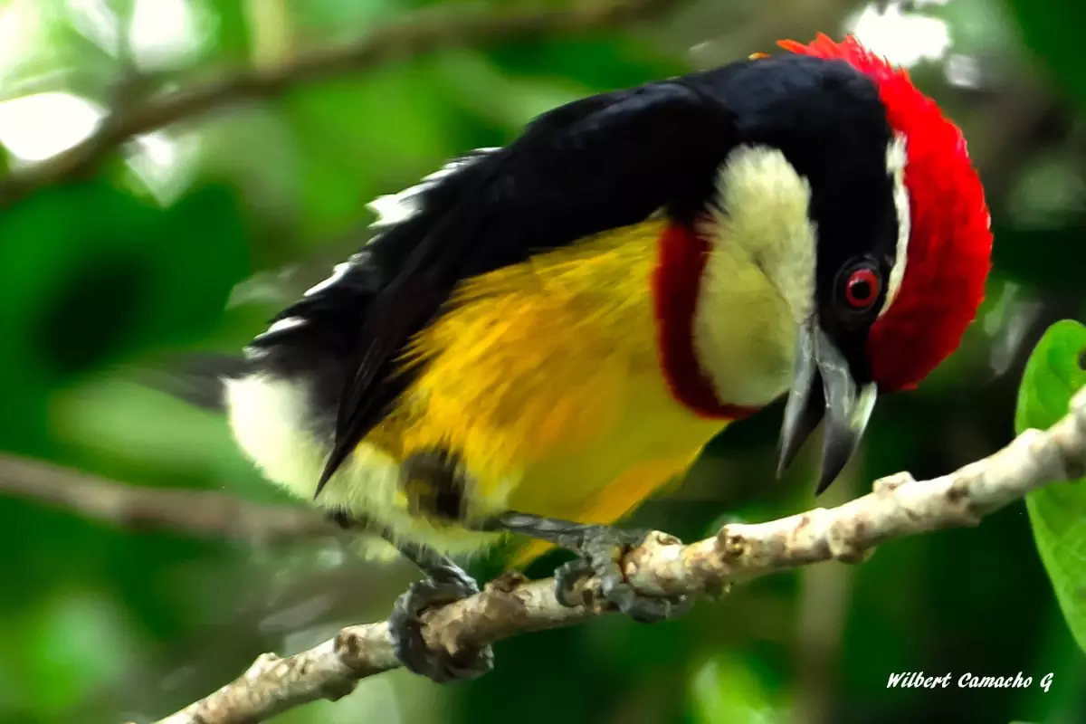 Scarlet-Banded Barbet