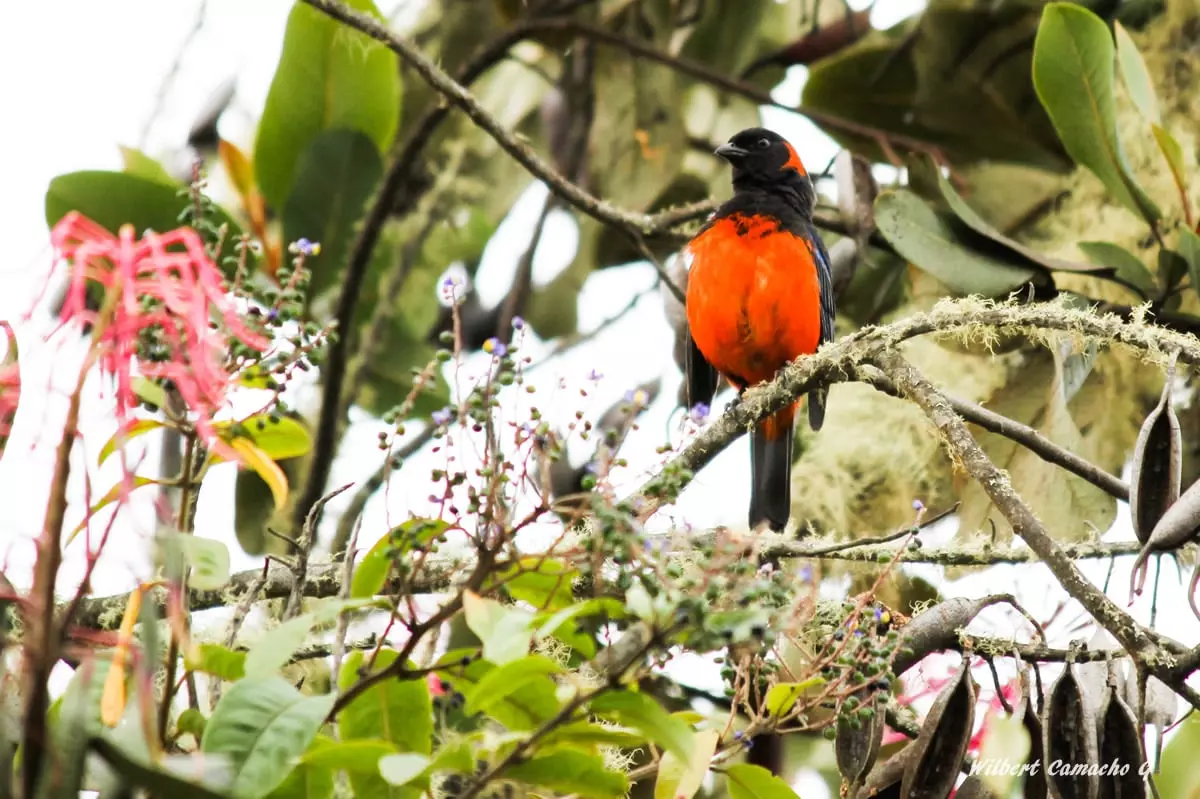 Scarlet-bellied mountain tanager