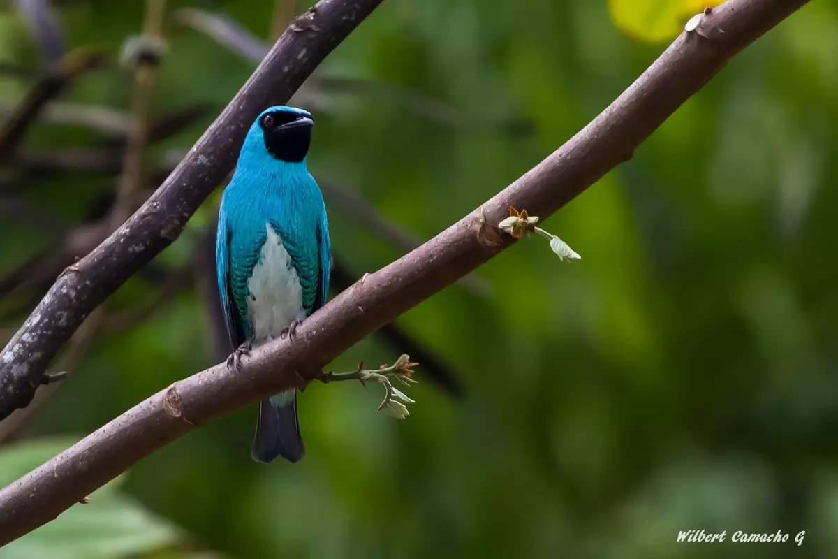 Swallow tanager