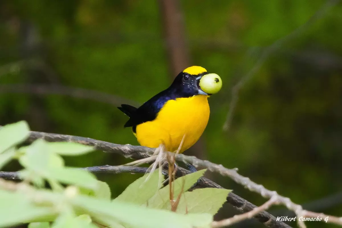 Thick-billed euphonia