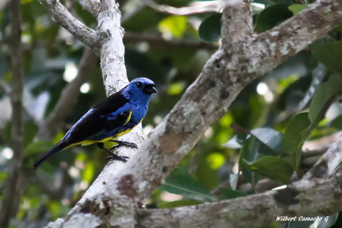 Turquoise tanager