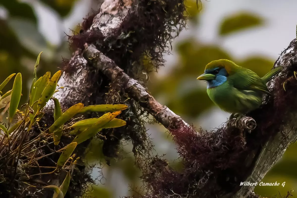 Versicolored barbet