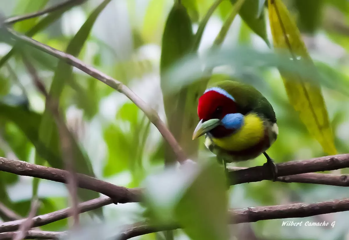 Versicolored barbet