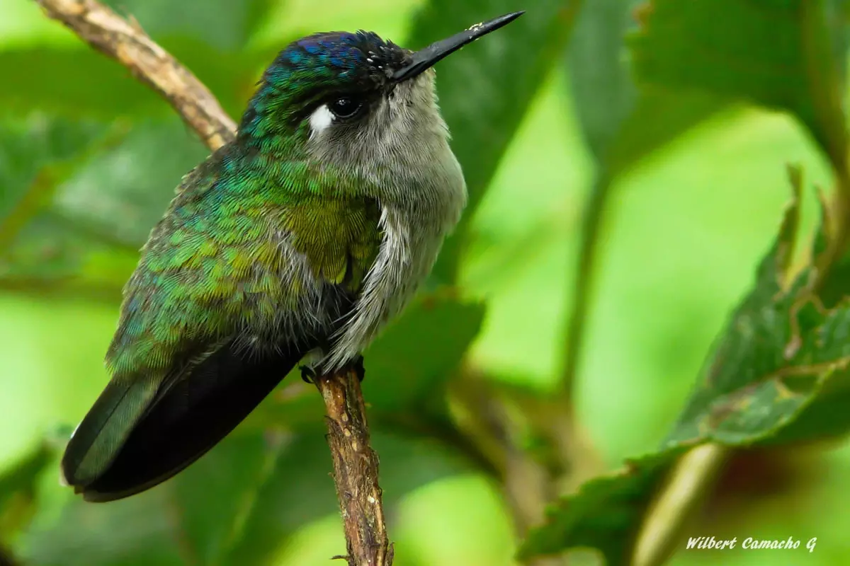 Violet-headed hummingbird