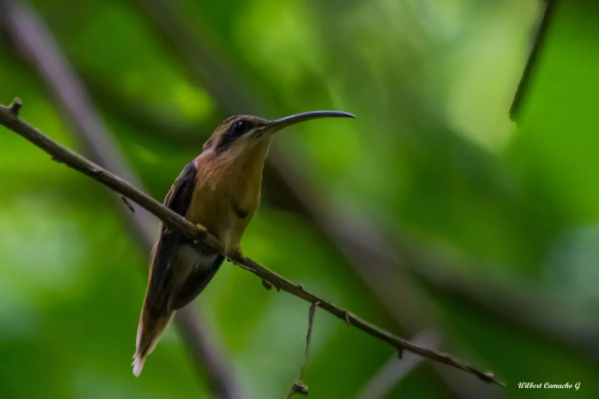 White-browed hermit