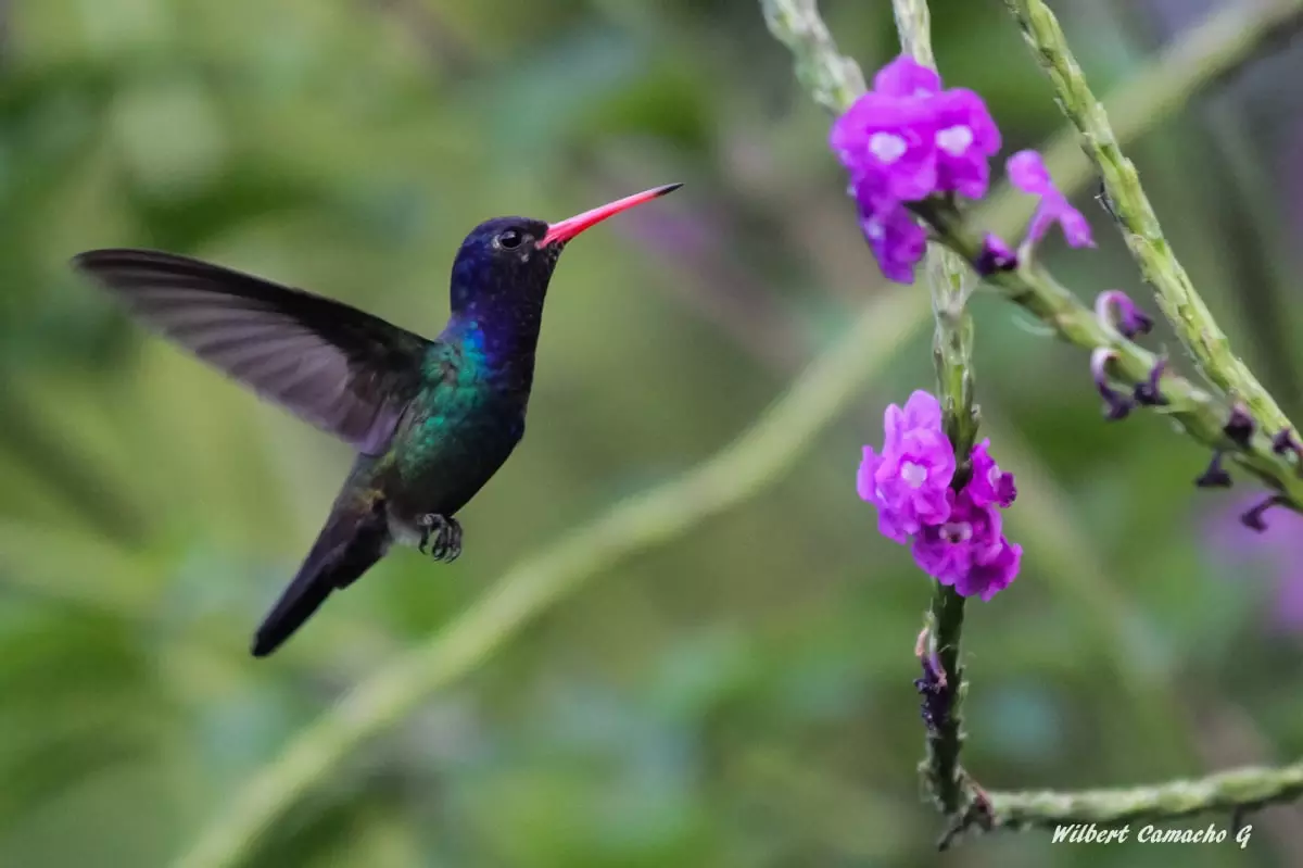 White-chinned sapphire