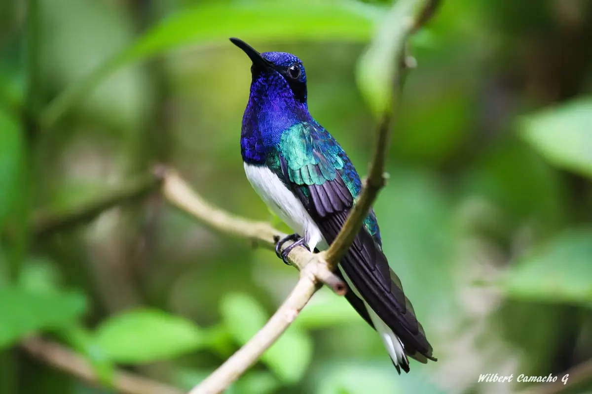 White-necked jacobin