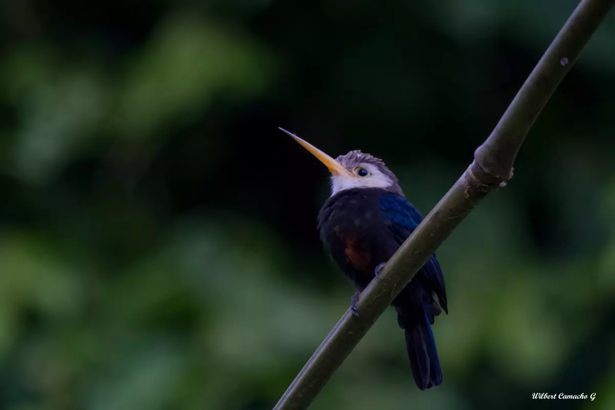 White-throated jacamar