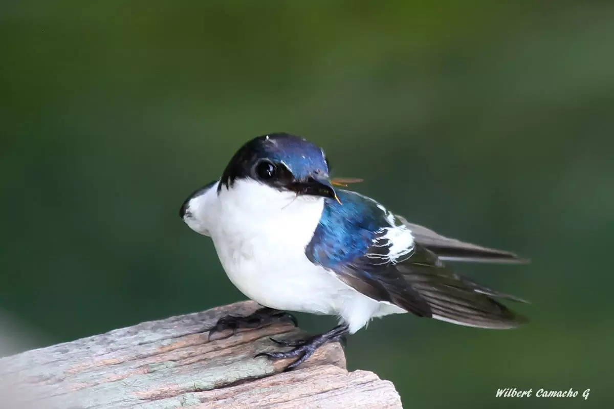 White-winged swallow