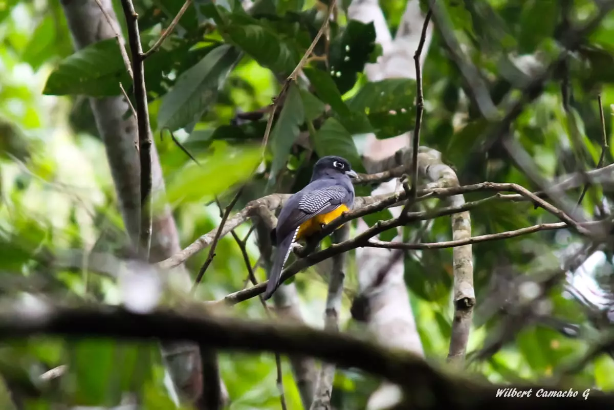 Female Amazonian Trogon 